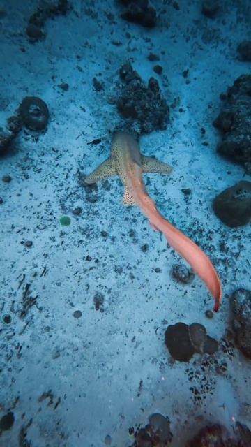 Леопардовая акула вышла на проулку