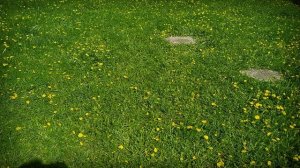 обзор плюшевого и одуванчиков.mp4