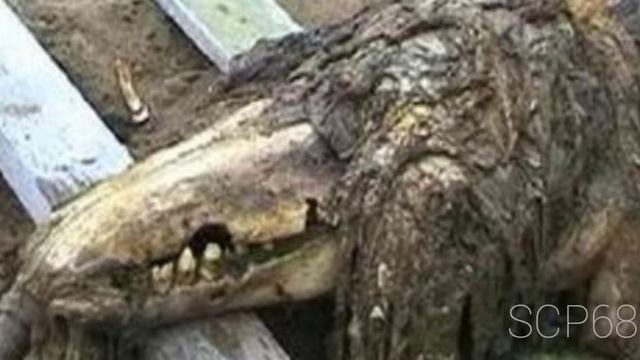 звуки Scp3008, 682 и 049