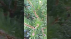 Сосна горная Мугус Обрезка и стрижка 2024июль2