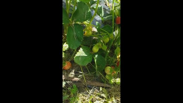 Клубника Кимберли. смотреть онлайн