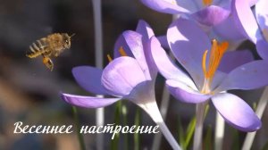 Весеннее настроение. Дмитрий Шлапак