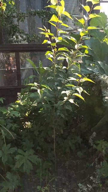 #абрикосы в Сибири, как выросли за сезон смотреть онлайн