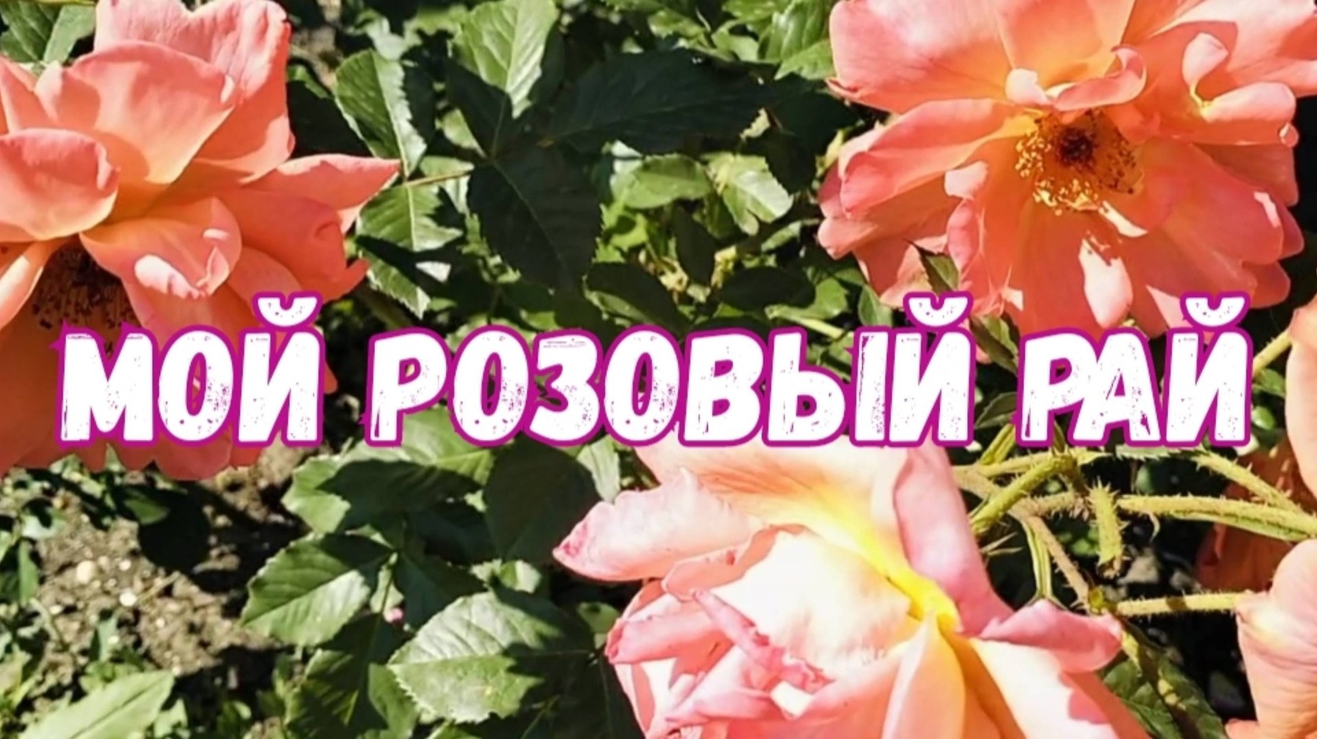 МОЙ РОЗОВЫЙ РАЙ смотреть онлайн