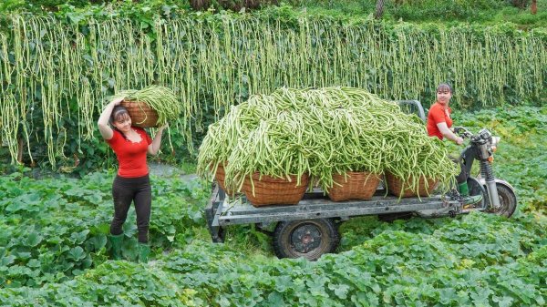 Use 3-Wheeled Truck To Harvest A Lot Of Long Green Beans Goes To Countryside Market Sell
