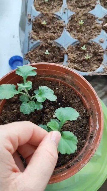 #рассада#травы#земляникаизсемян#сад