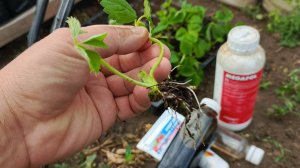 Секреты кассетной рассады клубники: итоги 10 дней под пленкой! Как наросли корни. Часть 3