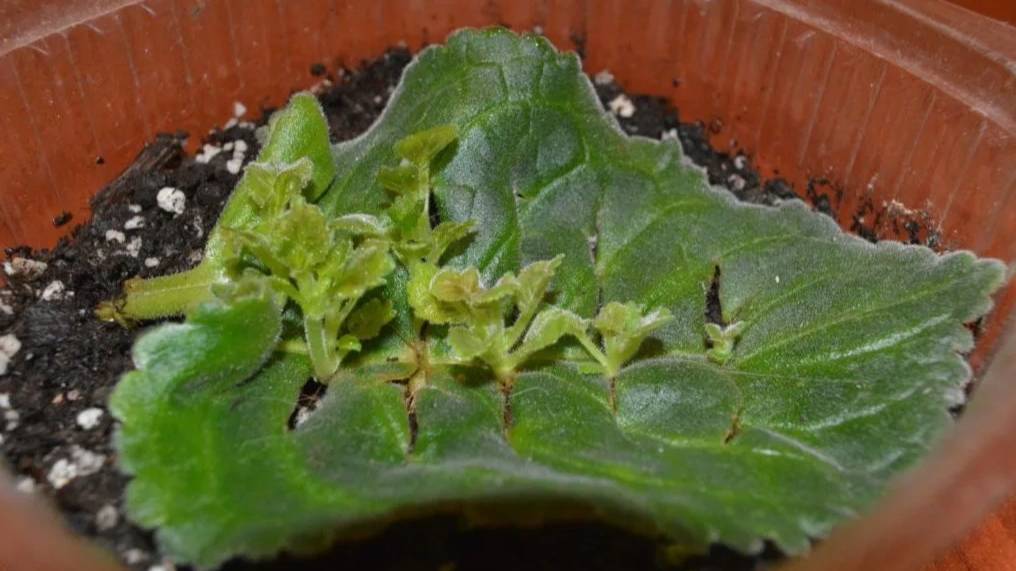 Один листик и у вас будет много растений. Простейший способ размножения многих комнатных растений