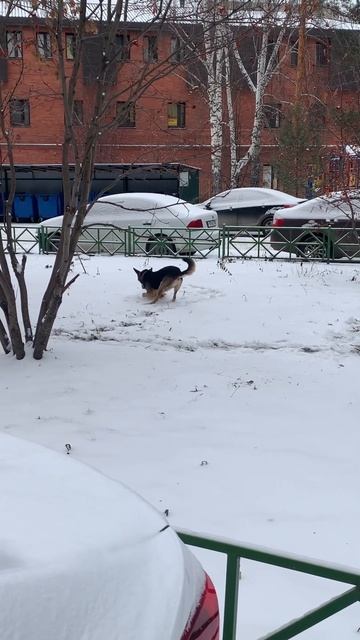 Пес нашел кирпич #germanshepherd смотреть онлайн