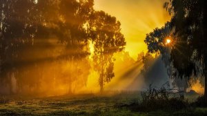 Умываясь дождем золотая заря