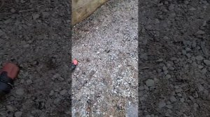 Удаление соли с бетона и кирпича #сольнастенах #салане