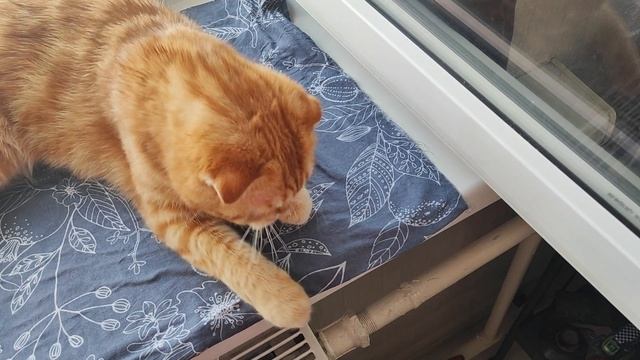 Кошки на окошке смотреть онлайн