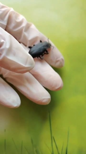 продаю жуков на авито (номер объявления 3971206059) смотреть онлайн