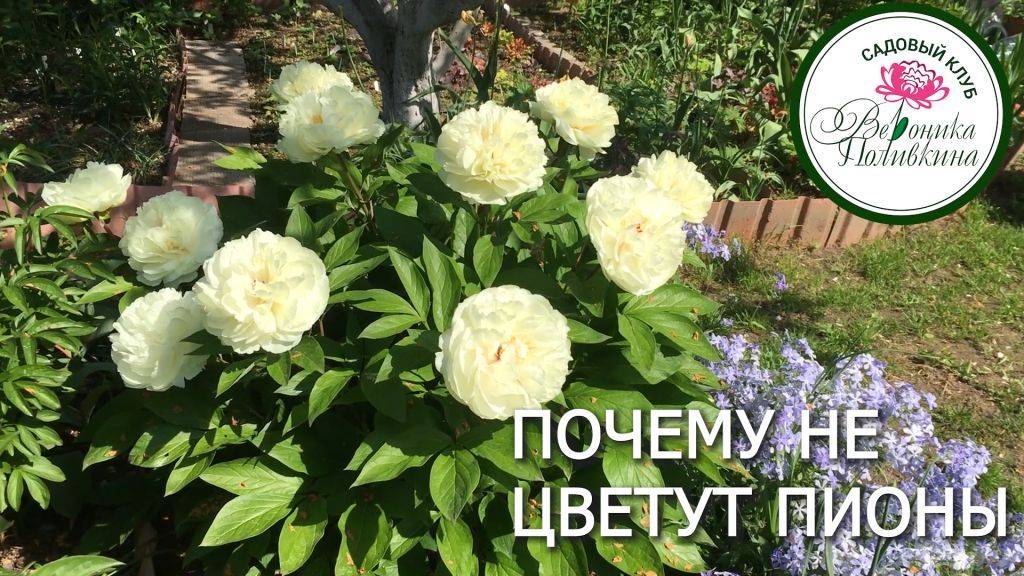 ПОЧЕМУ НЕ ЦВЕТУТ ПИОНЫ смотреть онлайн