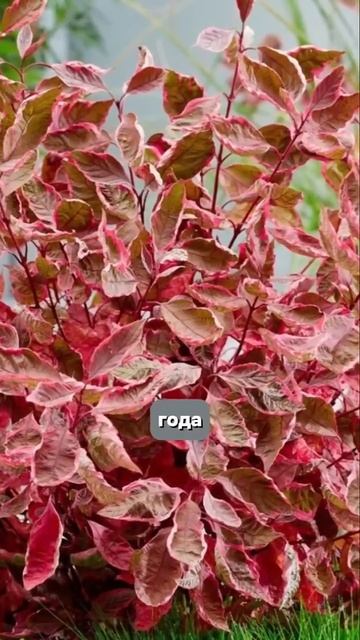 5 растений для живой изгороди! смотреть онлайн