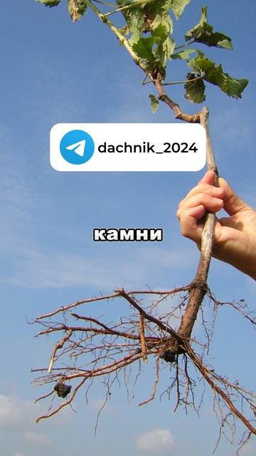 Подготовка ям для посадки в августе | Дачные советы, да смотреть онлайн