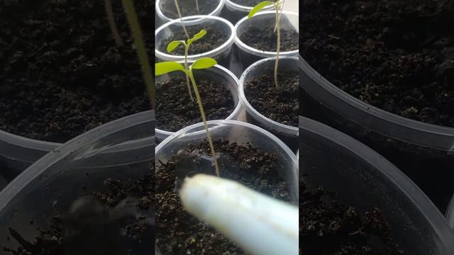 Рассада на подоконнике