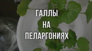 Галлы на пеларгониях. Выпуск от 14.01.23