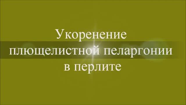 Укоренение плющелистной пеларгонии в перлите. Выпуск 28.02.21
