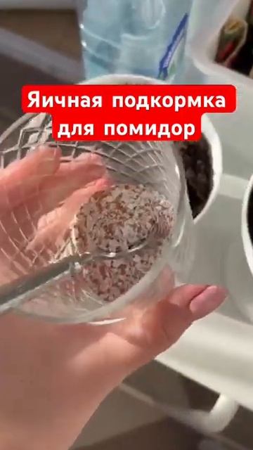 Яичная подкормка для помидор #посевсемян #огород #зеле смотреть онлайн