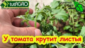 СРОЧНО ОСТАНОВИТЬ ЖИРОВАНИЕ! Жируют томаты? Четыре простых способа это исправить! Сохраните урожай!