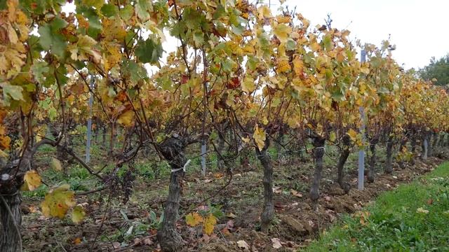 Урожай 2022. Начало. Участок N53