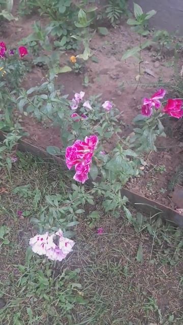 Годеция смотреть онлайн