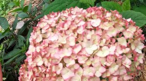 Кандибелле Баблгам древовидная гортензия