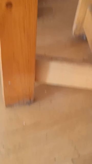 Как и чем травить домашних клопов, чтобы вывести их на? смотреть онлайн