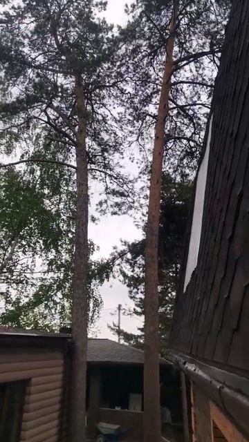 А Вы знали что крыши и ливневки надо очищать от хвои!? смотреть онлайн