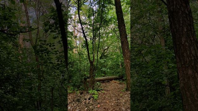 Nature 🌳 & Animals & Wild Life YouTube Channel -🌲 #Лес, 🌸 #Весна и 👀 #Прир смотреть онлайн