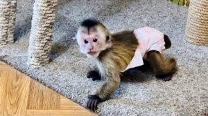 Финик САМ ПРИШЕЛ к нам, а Анфиса и Лариса ПОВЗДОРИЛИ!