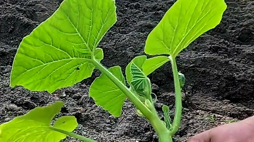 Высаживаю рассаду тыквы, отличная корневая!! смотреть онлайн