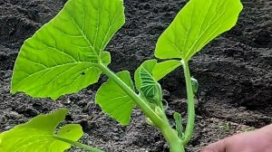 Высаживаю рассаду тыквы, отличная корневая!!