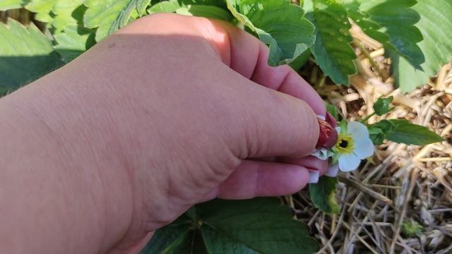 подкормка во время цветения клубники