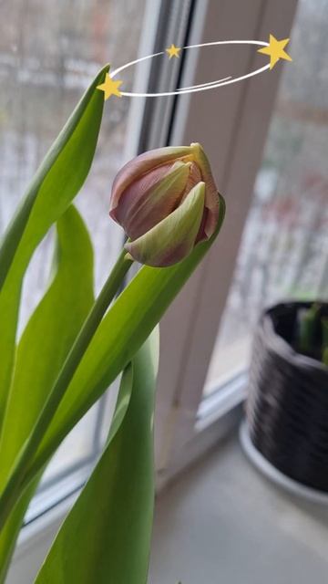 ГИАЦИНТЫ 🪻на подоконнике🪻26 февраля 2024г. На пороге в?