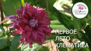 ПЕРВОЕ ЛЕТО КЛЕМАТИСА