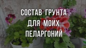 Состав грунта для моих пеларгоний. Выпуск от 28.08.21
