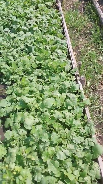 огород #родственники #деревня #огород #обзор #свое #зел? смотреть онлайн