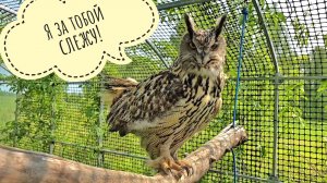 Рассказываю сове Ёлке, почему она не едет на летний Рептилиум, показываю, что сова делала вечером