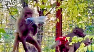 Люська стала просто ЛЕТАЮЩЕЙ ОБЕЗЬЯНОЙ,она прыгает на несколько метров