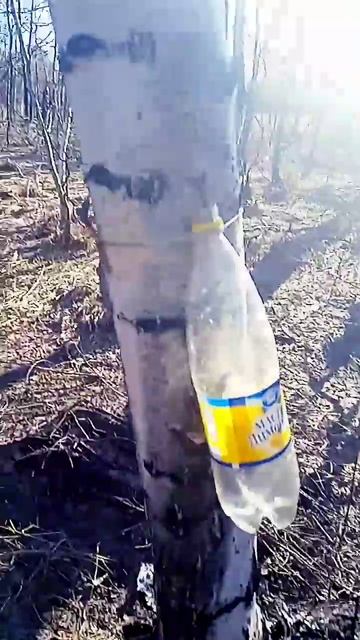 слили сок #березовыйсок #лесной #зима #рыбалка #природн смотреть онлайн