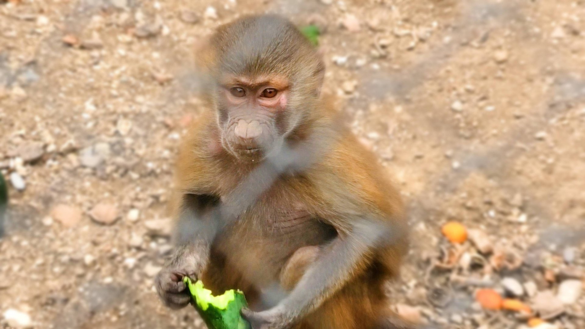 У Родриго еду ЗАБИРАЮТ ДАЖЕ ДЕТИ, но он надеется быть в клане Деда! Роза и Педро= вечная любовь ДОМ2 смотреть онлайн