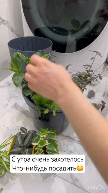 Обновляю цветы в квартире до/после смотреть онлайн