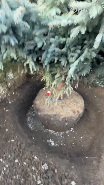 Завершение выкопки голубой Ели 8 м , для отправления в ? смотреть онлайн