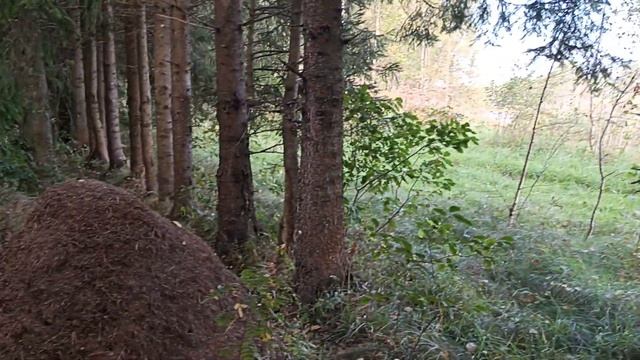 Уголок леса. 🌲Муравейник. 🐜Цветок иван - да - марья.