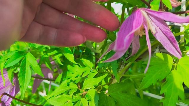 Княжики в моём саду. смотреть онлайн