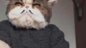 🍿 Приколы с котами! Самая смешная озвучка животных! Попробуй не засмеяться!