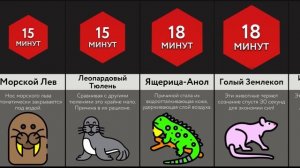Как Долго ___ Может Не Дышать