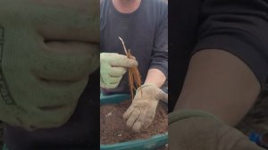 ПОСАДКА КЛЕМАТИСА ИЗ ПАКЕТА